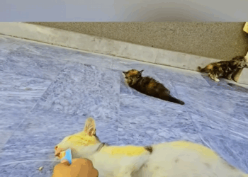 C1509023 The desperate survival scream of one abandoned animal_part2