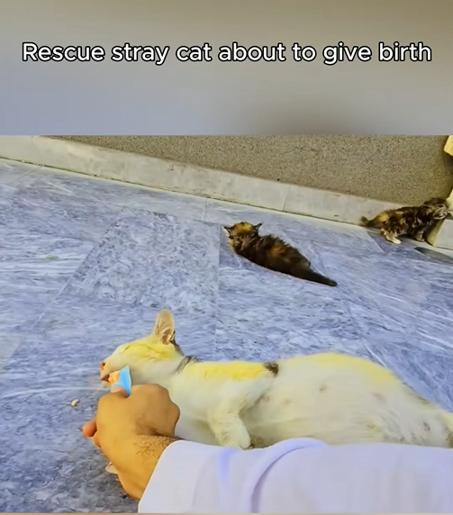 C1509023 The desperate survival scream of one abandoned animal_part2