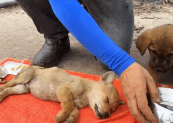 C1509024 Watch the brutal fight between an animal and death_part2