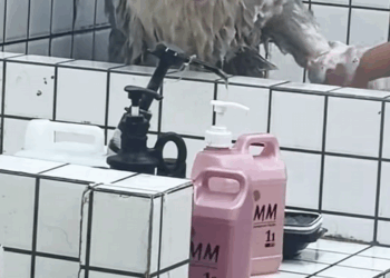 C1509025 Abandoned animal shocks rescuers by fighting to live_part2