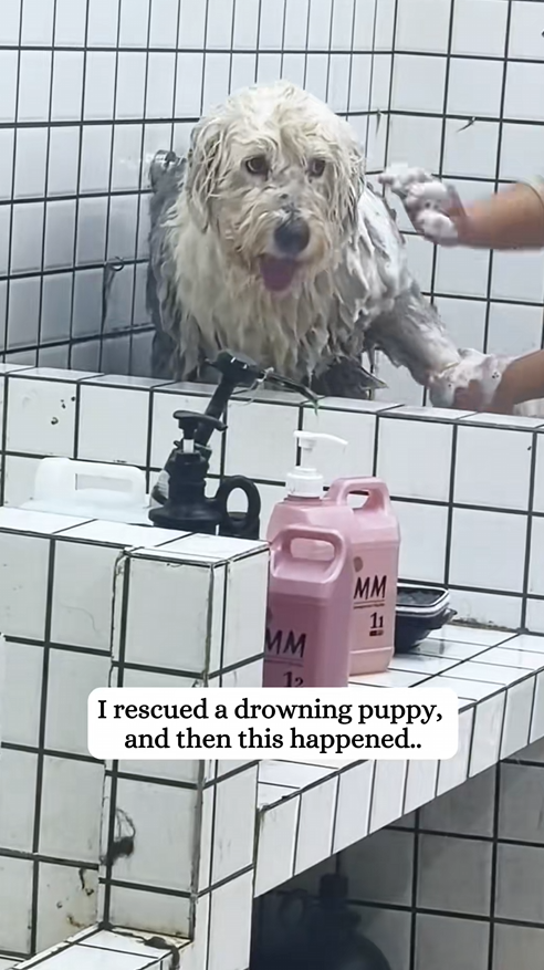 C1509025 Abandoned animal shocks rescuers by fighting to live_part2