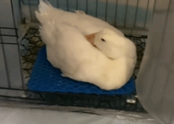 C1509026 Nobody expected this dying animal to keep fighting_part2