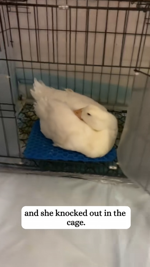 C1509026 Nobody expected this dying animal to keep fighting_part2