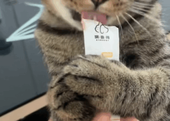 C1509027 On the brink of death, this animal battles fate_part2