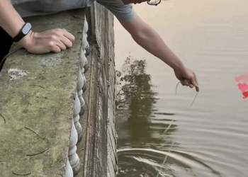 C0609001 A stray cat unfortunately fell into the water and the man rescued her_part2