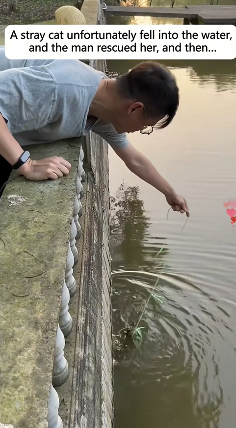 C0609001 A stray cat unfortunately fell into the water and the man rescued her_part2