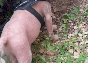 C1509028 A horrific survival fight no animal should endure_part2