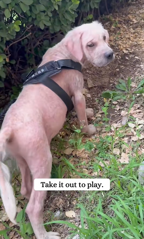 C1509028 A horrific survival fight no animal should endure_part2