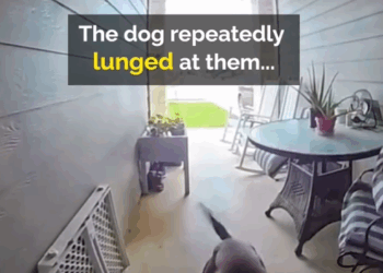 Mother Battles Pitbull To Save Baby_part2