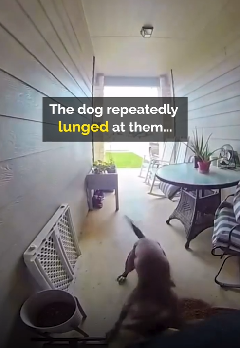 Mother Battles Pitbull To Save Baby_part2