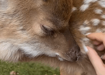 C1709001 After rescuing fawn, he his mommy deer left.The surprise came _part2