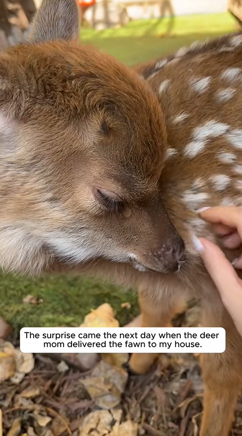 C1709001 After rescuing fawn, he his mommy deer left.The surprise came _part2