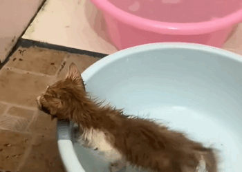 C1709002 After Rescuing Kitten Stuck in Sewer, It Became My Family_part2