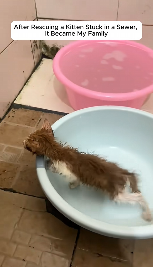 C1709002 After Rescuing Kitten Stuck in Sewer, It Became My Family_part2