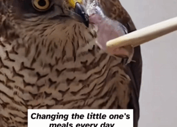 C1709003 An injured hawk was found on highway_part2