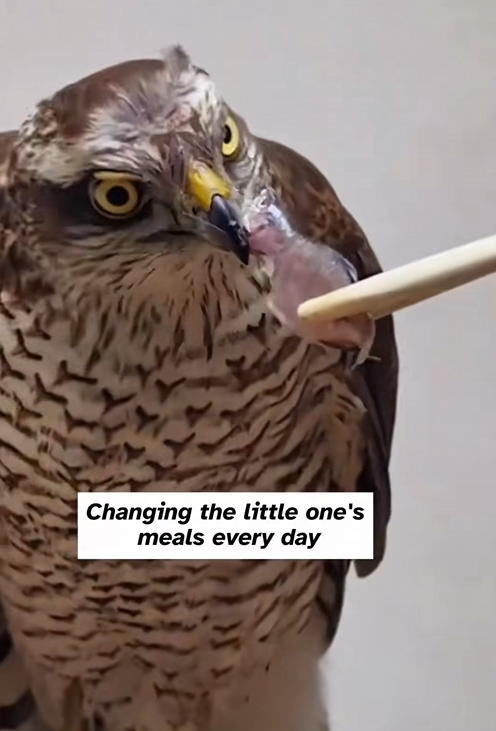 C1709003 An injured hawk was found on highway_part2