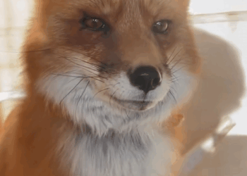 C1709004 An injured red fox came into yard, didn expect an unexpected_part2