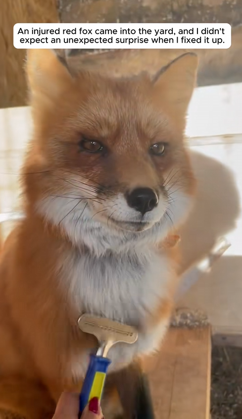 C1709004 An injured red fox came into yard, didn expect an unexpected_part2