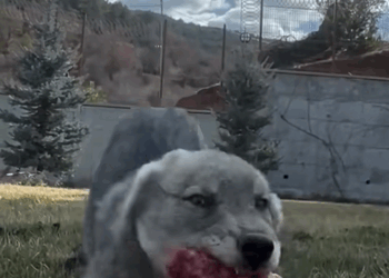 C1709005 Found frozen wolf in snow_part2