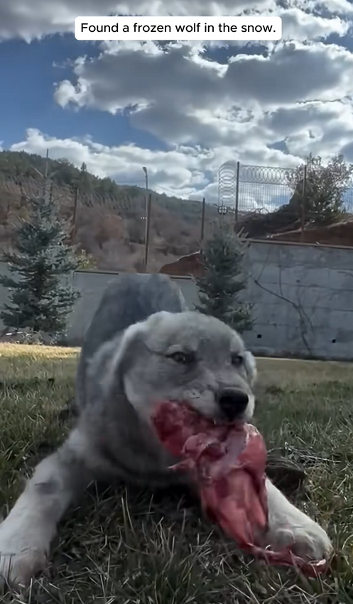 C1709005 Found frozen wolf in snow_part2