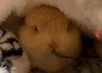 C0609002 bunny was abandoned successfully raised her and then_part2