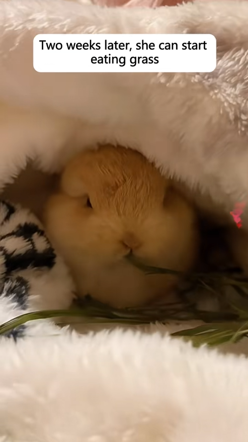 C0609002 bunny was abandoned successfully raised her and then_part2