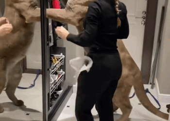 C1709006 Good Samaritans rescued an injured cougar, not realizing it had reach_part2