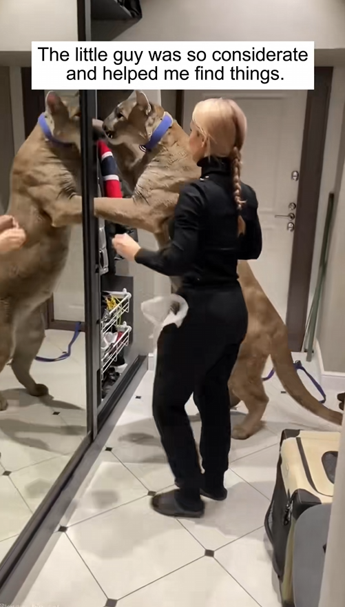 C1709006 Good Samaritans rescued an injured cougar, not realizing it had reach_part2