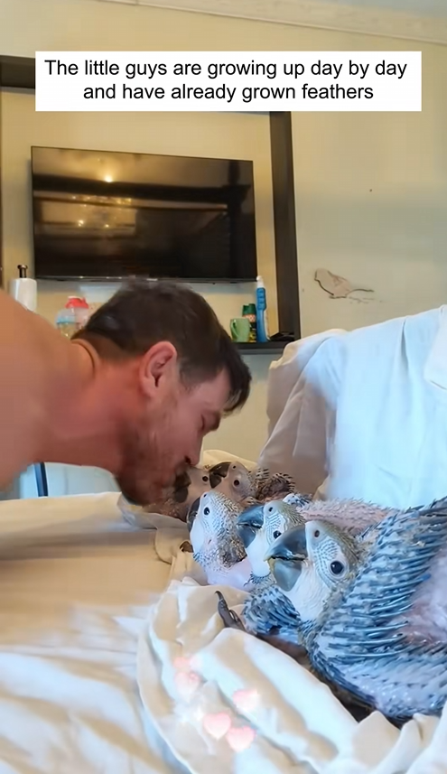 C1709007 Kind hearted man rescues parrot cubs_part2