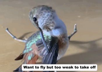 C1709008 My dog found an injured hummingbird_part2