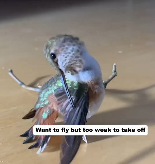 C1709008 My dog found an injured hummingbird_part2