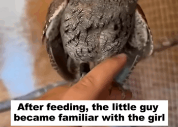 C1709009 Picked up baby owl on side of road oh my gosh_part2