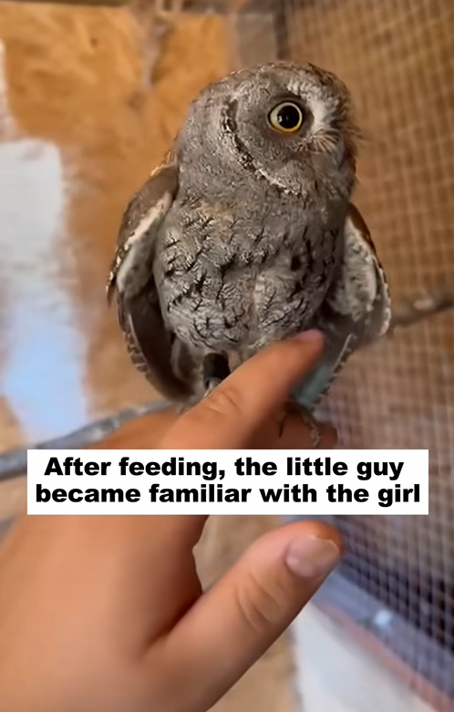 C1709009 Picked up baby owl on side of road oh my gosh_part2