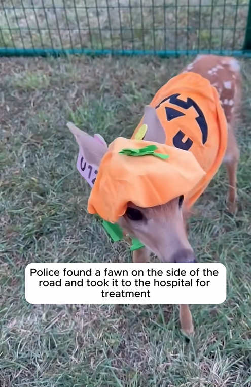 C1709010 Police found fawn on side of road took it to hospital_part2