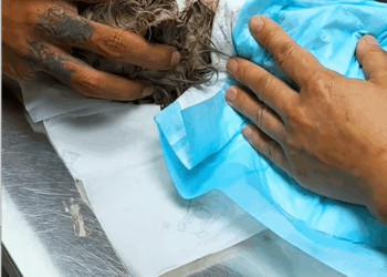 C1709011 Rainy Day rescued kitten whose eyes seemed to talk, it was too_part2