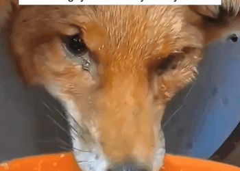 C1709012 Rescue Fox.#animals #animalrescue #rescue _part2