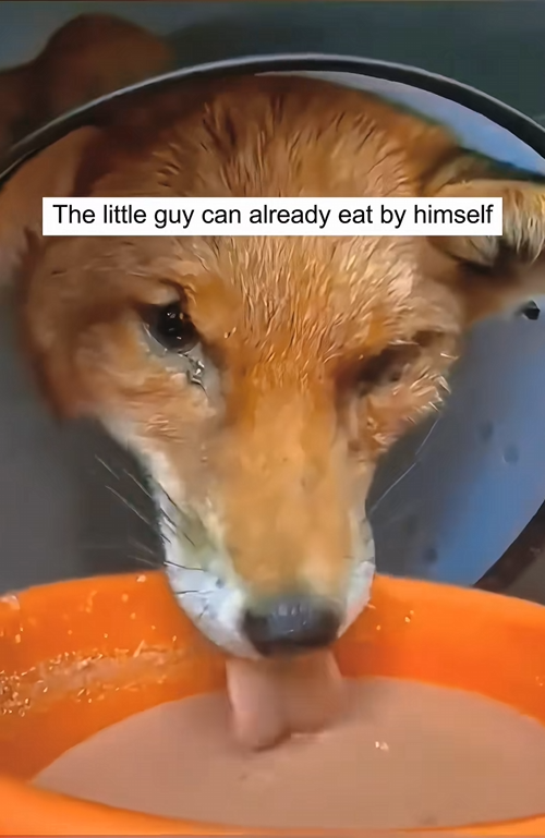C1709012 Rescue Fox.#animals #animalrescue #rescue _part2