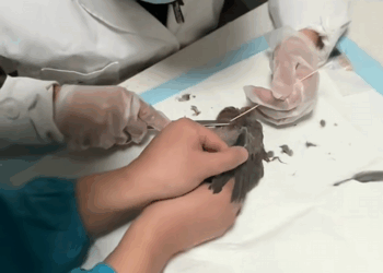 C1709013 Rescued an injured turtledove she had babies in my house!_part2