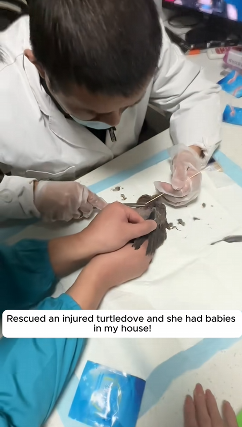 C1709013 Rescued an injured turtledove she had babies in my house!_part2