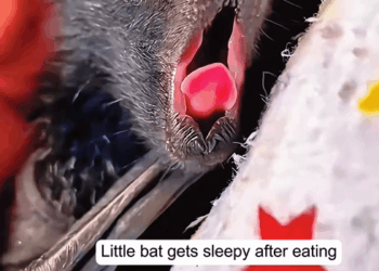 C1709014 Rescued bat almost got washed down drain_part2