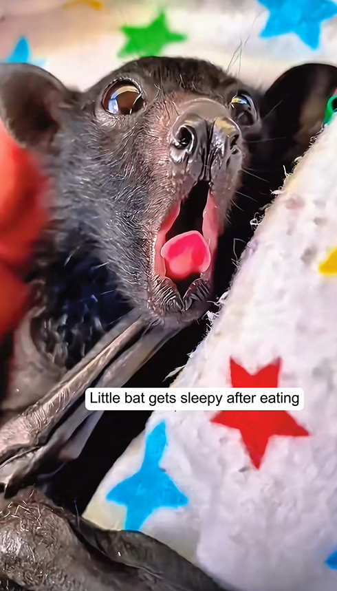 C1709014 Rescued bat almost got washed down drain_part2