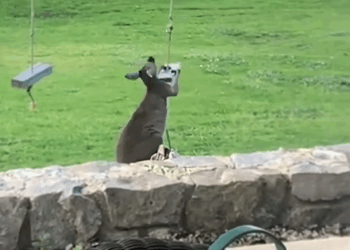 C1709015 Rescued kangaroo stuck in ditch, didn think it would end up _part2