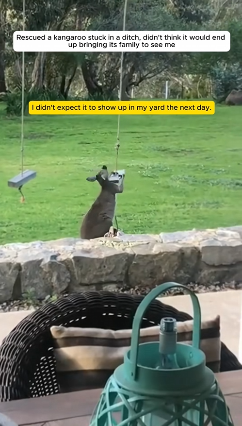 C1709015 Rescued kangaroo stuck in ditch, didn think it would end up _part2