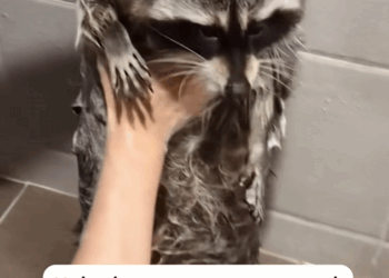 C0609003 Help the raccoon escape and become her family_part2