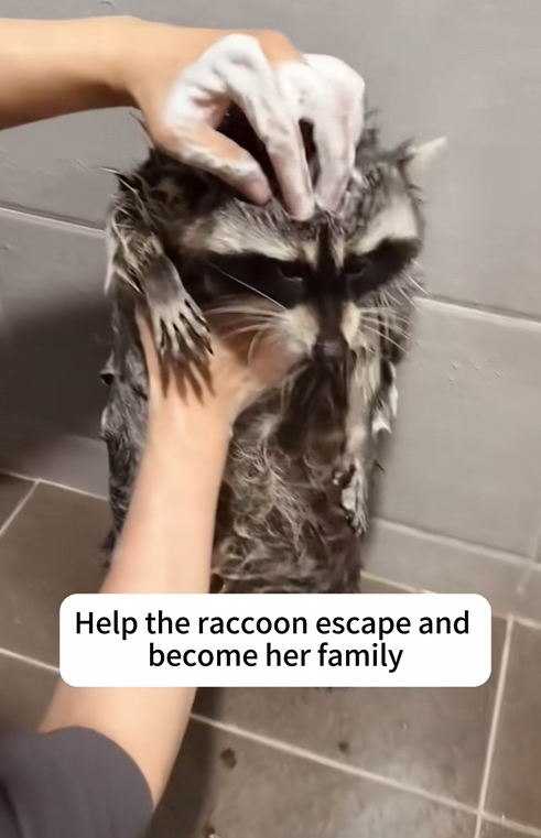 C0609003 Help the raccoon escape and become her family_part2