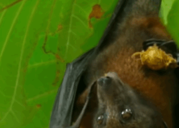 C1709017 Rescuing fruit bat an injured wing, didn expect it to grow…_part2