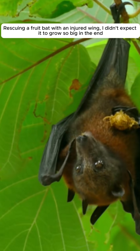 C1709017 Rescuing fruit bat an injured wing, didn expect it to grow…_part2