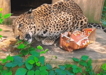 C1709018 Rescuing leopard in water_part2