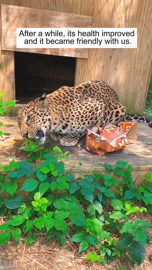 C1709018 Rescuing leopard in water_part2