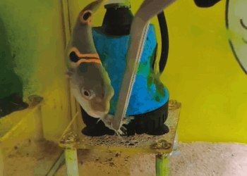 C1709019 Saving puffer fish mouth of fish._part2